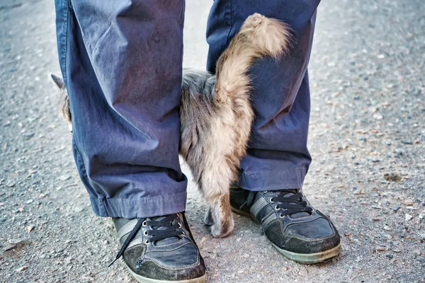Сірий бродячий пухнастий кіт рветься на ноги чоловіка — стокове фото