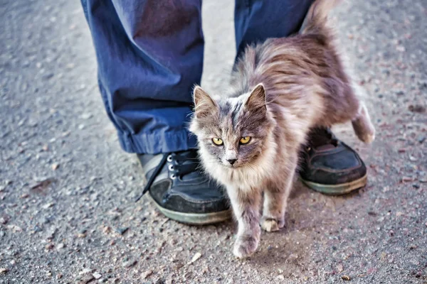 Gri tüylü tüylü kedi bir adamın bacaklarına sürtünüyor.