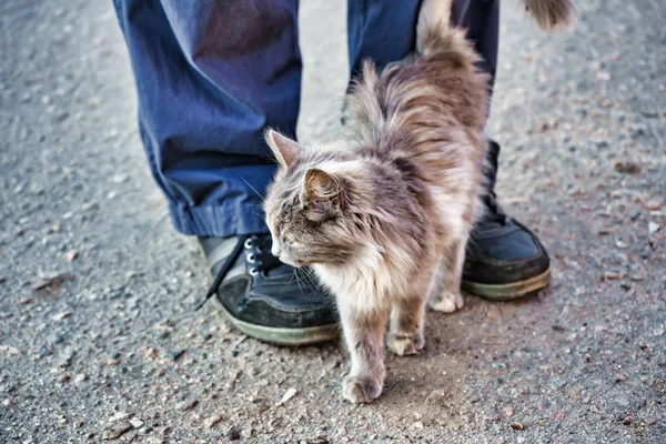 Gris callejero esponjoso gato frota frota contra las piernas de un hombre Fotos de stock libres de derechos