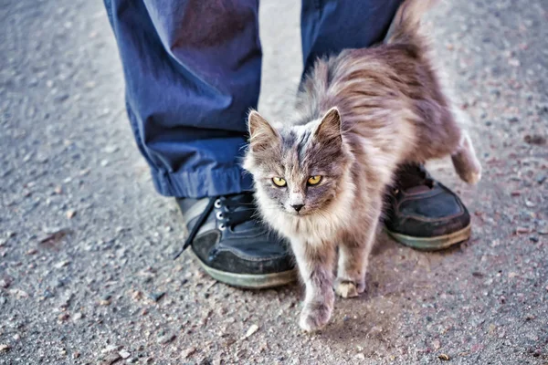 Gray stray fluffy cat rubs rubs against the legs of a man Stock Image
