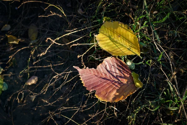 Яркий цвет упал с листьев дерева на земле. Осенний фон — стоковое фото