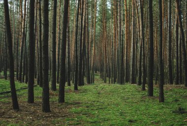 dağ siluetleri higland doğa Ukrayna