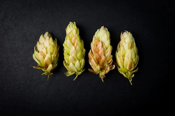 Szyszki hop piwo na ciemnym tle, Humulus lupulus — Zdjęcie stockowe
