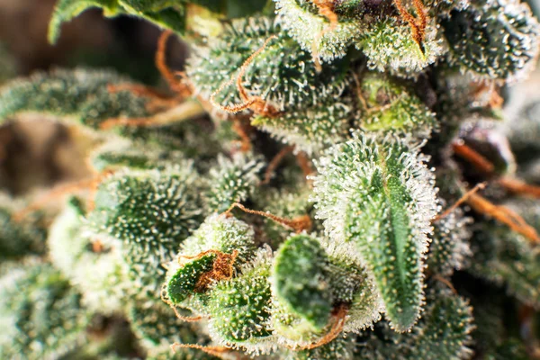 Macro fermer les bourgeons de cannabis marijuana — Photo