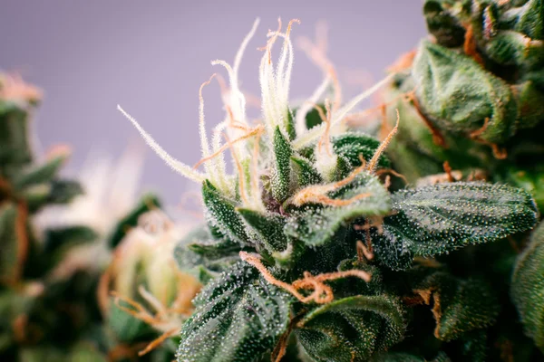Cannabis marijuana medicinska bud — Stockfoto