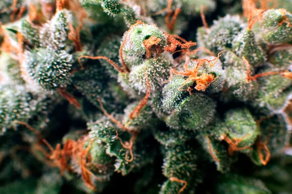 Cannabis marijuana broto medicinal — Fotografia de Stock