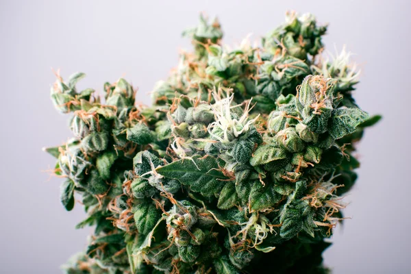 Lékařské marihuany bud konopí — Stock fotografie