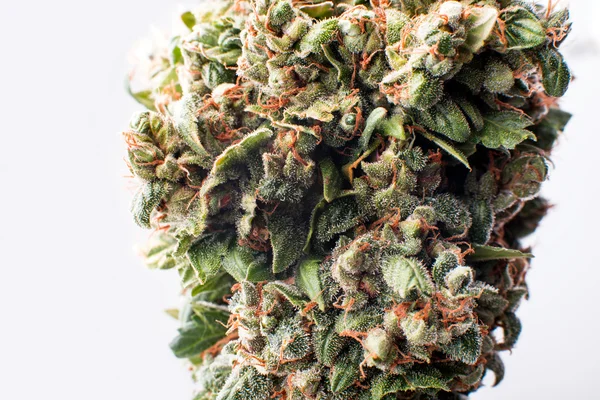 Lékařské marihuany bud — Stock fotografie