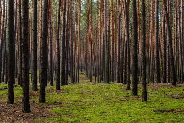 Bosque de pinos jóvenes, paisaje natural —  Fotos de Stock