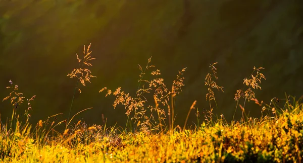 Erba in montagna, dettaglio, primo piano — Foto Stock