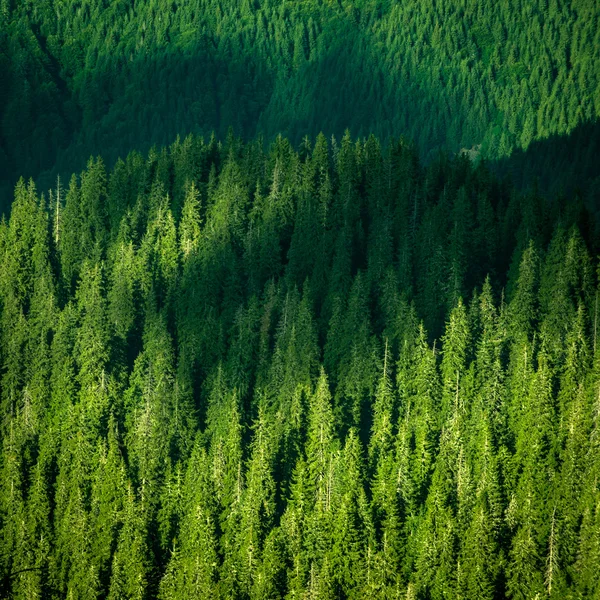 美しい松の木 — ストック写真