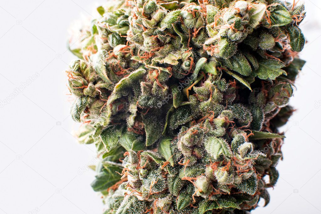 Medical cannabis bud