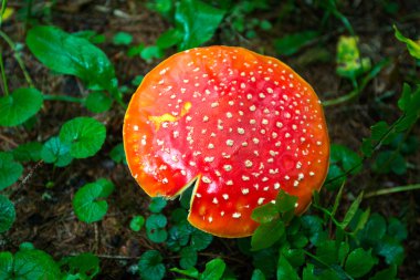 Amanita, ly agaric, zehirli mantar