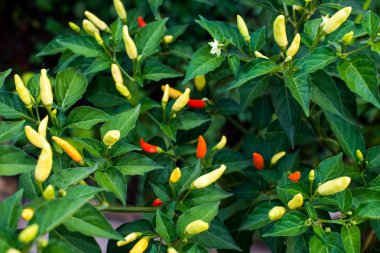 Tabasco acı biber