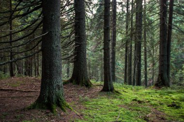 Yoğun kozalaklı orman