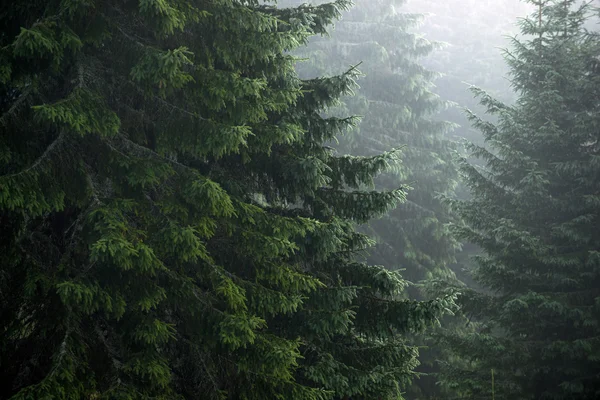 Bosque denso de coníferas — Foto de Stock