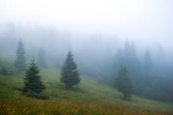 Fitta nebbia in montagna, abete nella nebbia — Foto Stock