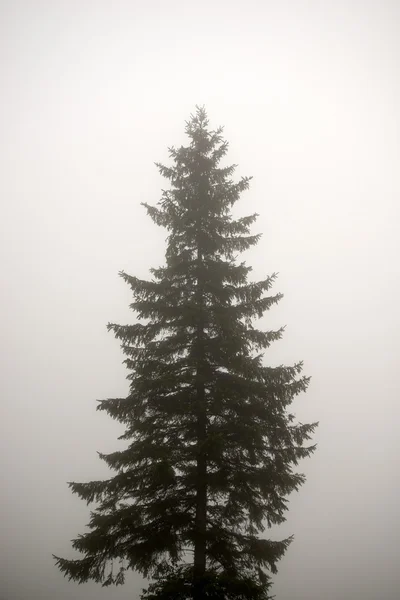 Vuren boom in de mist — Stockfoto