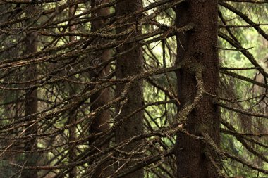 arka plan doğa yoğun orman