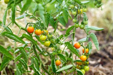 Bush yerli domates