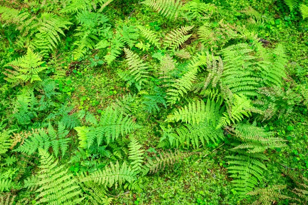 Fern doğa arka plan orman — Stok fotoğraf