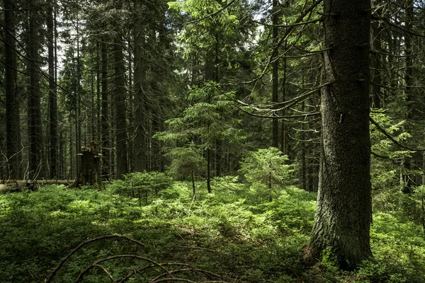 Bosque denso de abeto — Foto de Stock