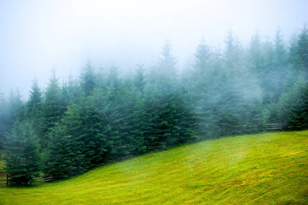 Nevoeiro nevoeiro abeto — Fotografia de Stock