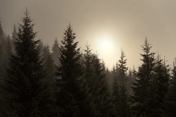 Świerk we mgle — Zdjęcie stockowe