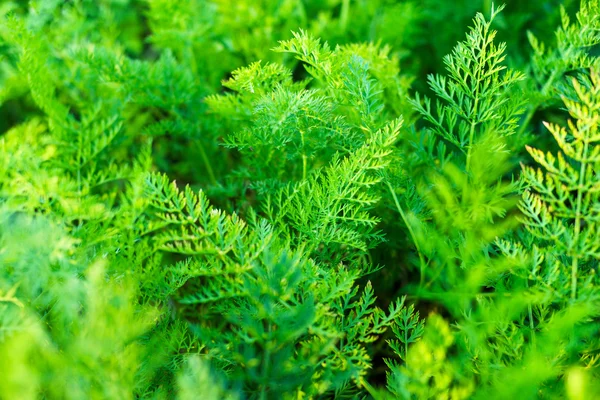 Carrot leaves close up — Stock Photo, Image