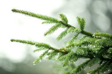 iğne yapraklı ağaç dalı su damlaları