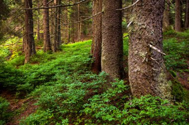 Yoğun kozalaklı orman