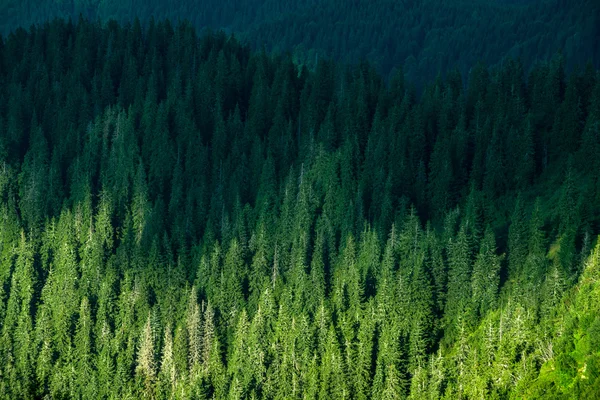 Ukrainian Carpathian forest-tree top view — Stock Photo, Image