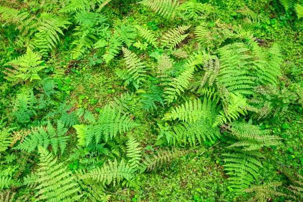 Fern natuur achtergrond bos — Stockfoto