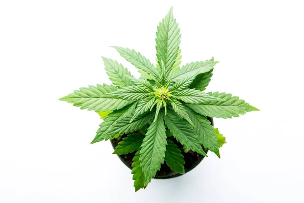 Isolated photo cannabis plant og kush or Gorilla Glue, flowering — Stock Photo, Image