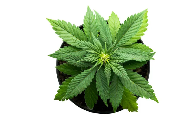 Рослини марихуани на білий фон, куш, Афгані штам — стокове фото