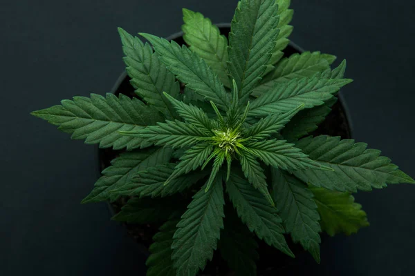 Planta de cannabis, plantas de maconha, uma vista superior — Fotografia de Stock