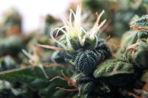 Kannabisz trichomes makró fotó növény marihuána bud — Stock Fotó