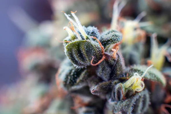 Çiçek bitki esrar esrar makro trichomes arka plan — Stok fotoğraf