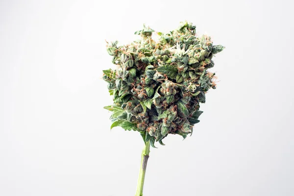 Lékařské marihuany pupeny — Stock fotografie