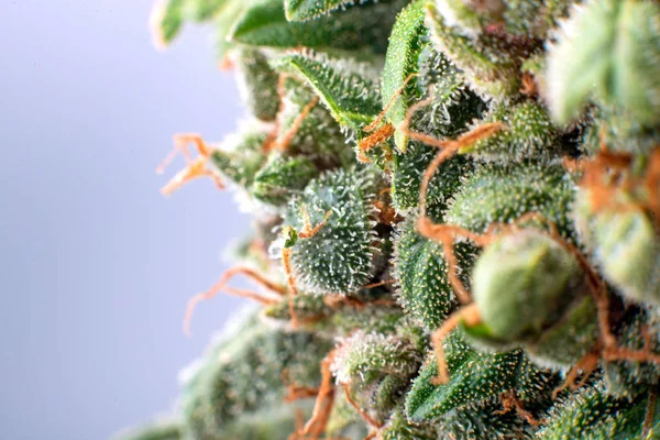 Κάνναβης τριχωμάτων μακρο φωτογραφία φυτό μαριχουάνα οφθαλμό — Φωτογραφία Αρχείου