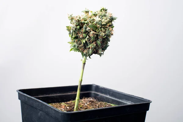 Kmen lékařské marihuany bud — Stock fotografie