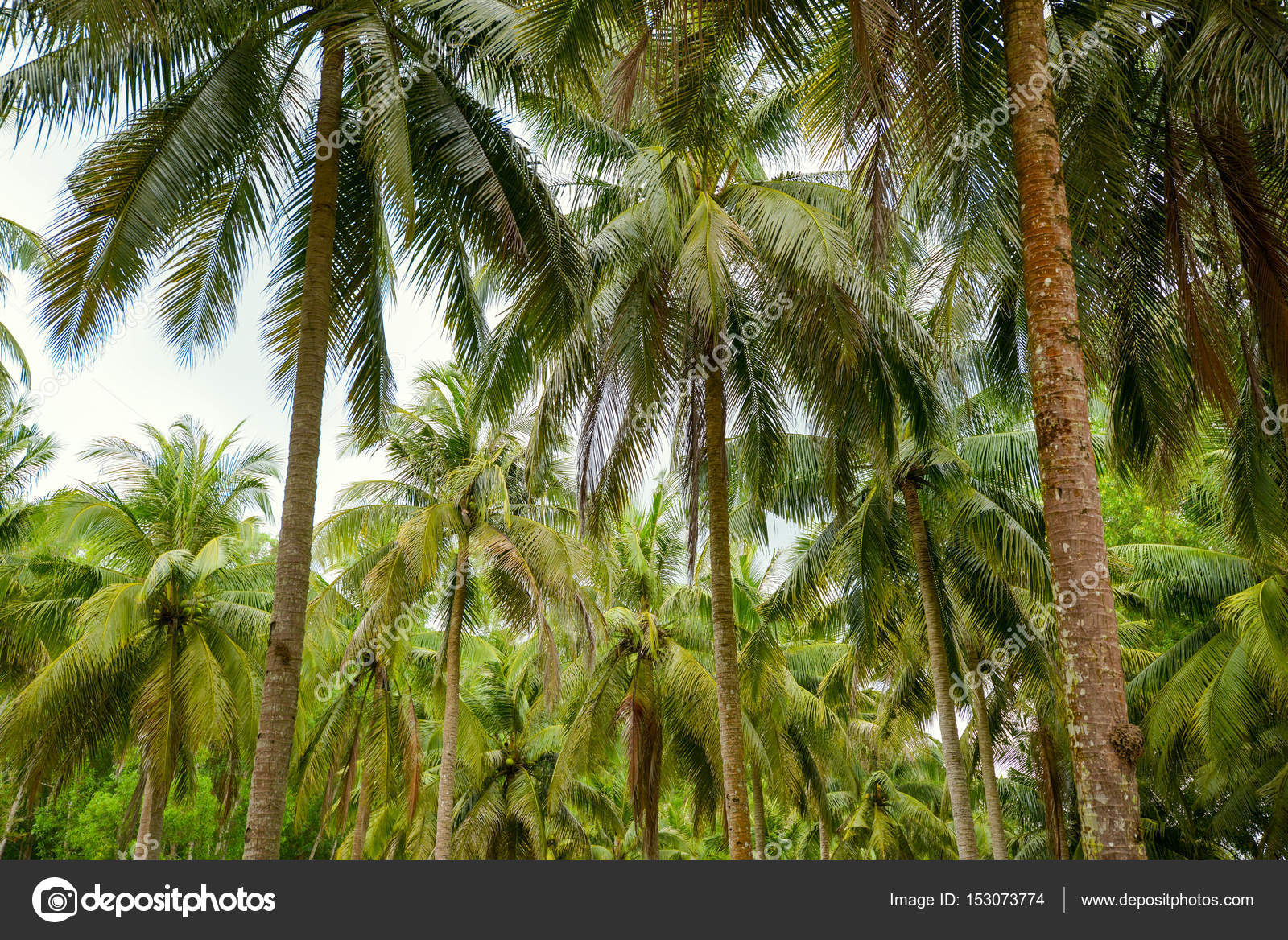 Bali and Coconut trees Stock Photo by Yarygin 153073774