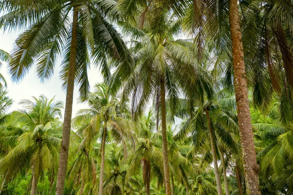 Bali and Coconut trees — Stock Photo, Image