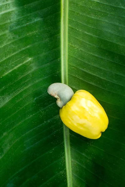 Anacardo Fruto de árbol de planta — Foto de Stock