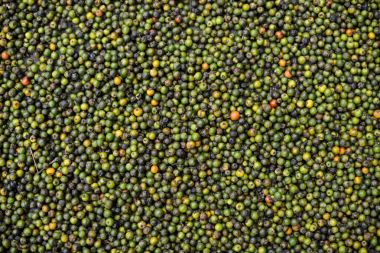 Biber baharat Kamboçya