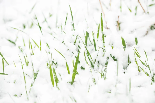 Zielona trawa spod śniegu — Zdjęcie stockowe
