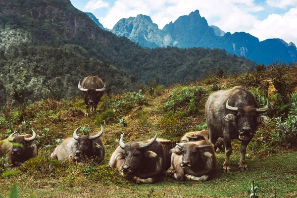 Bufflar, vilda natur Asien — Stockfoto