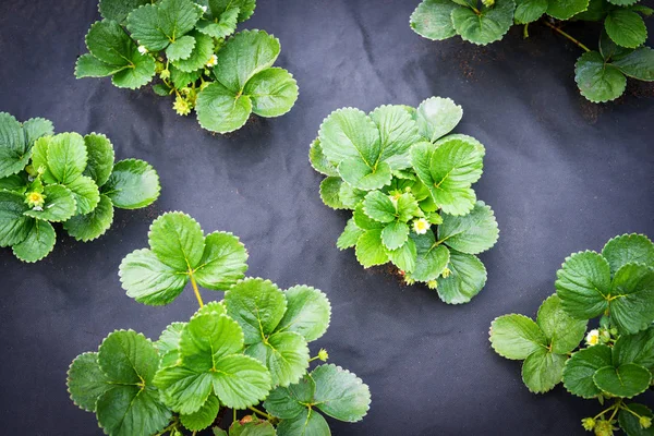 Strawberry bushes on black Agrotextile — Stock Photo, Image