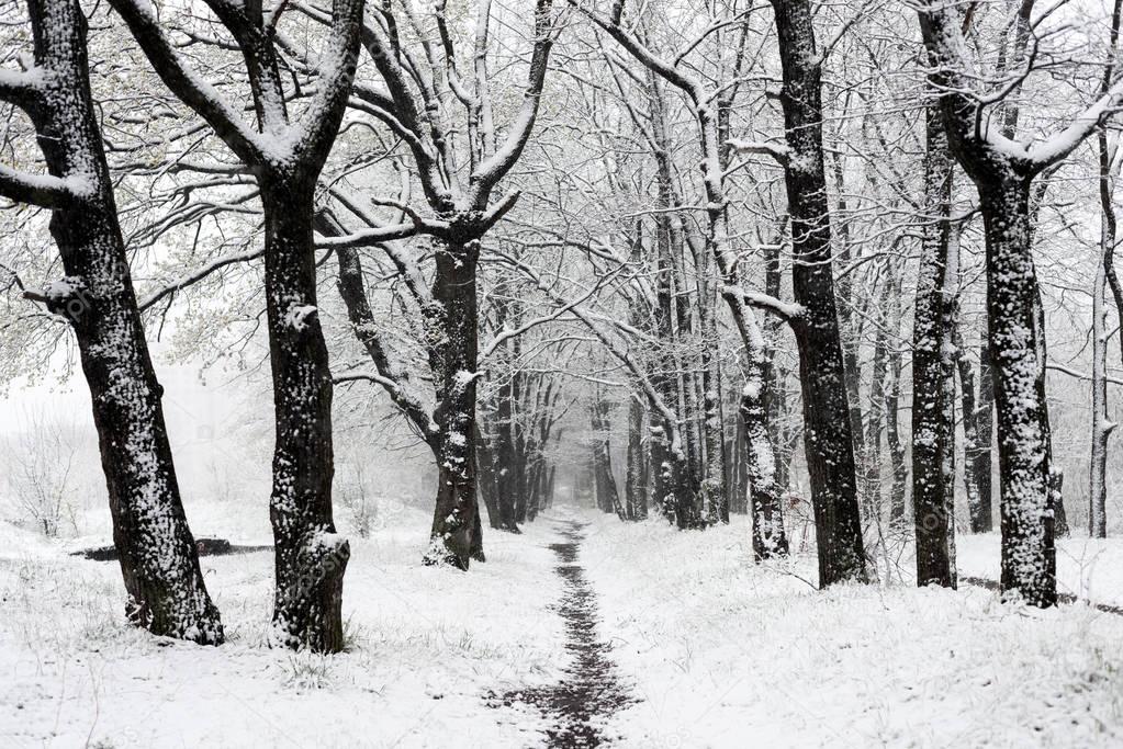 Walk along the alley in the snow in the morning