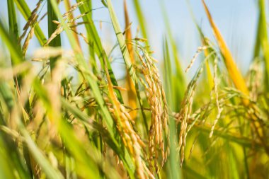 Alanında, pirinç hasat olgunlaşma